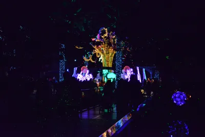 DSC_6967 (Large).JPG